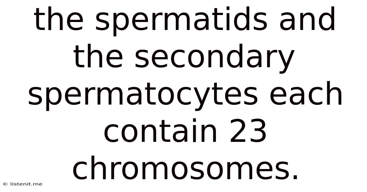 The Spermatids And The Secondary Spermatocytes Each Contain 23 Chromosomes.