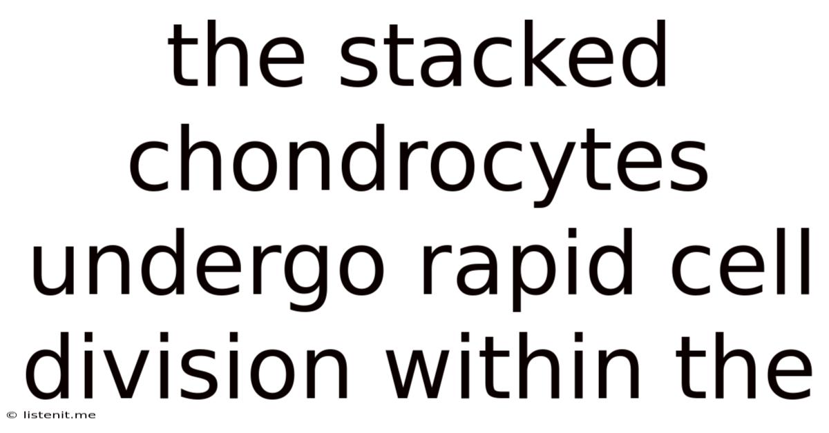 The Stacked Chondrocytes Undergo Rapid Cell Division Within The