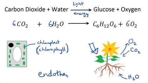 The Type Of Sugar Made During Photosynthesis