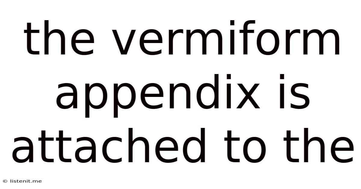 The Vermiform Appendix Is Attached To The
