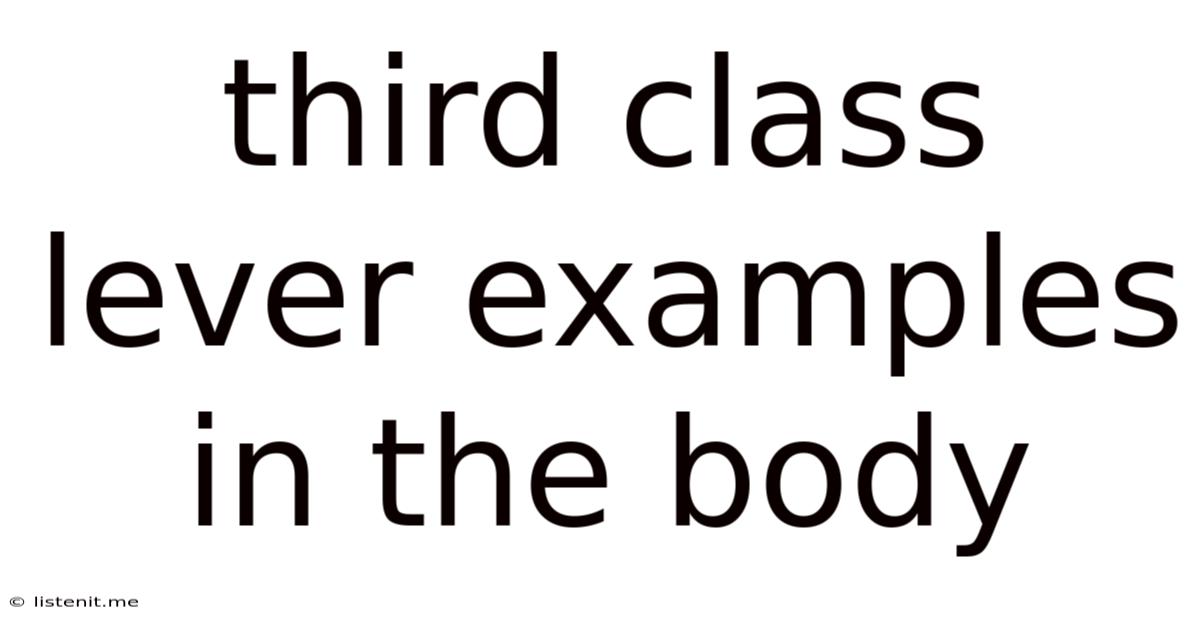 Third Class Lever Examples In The Body