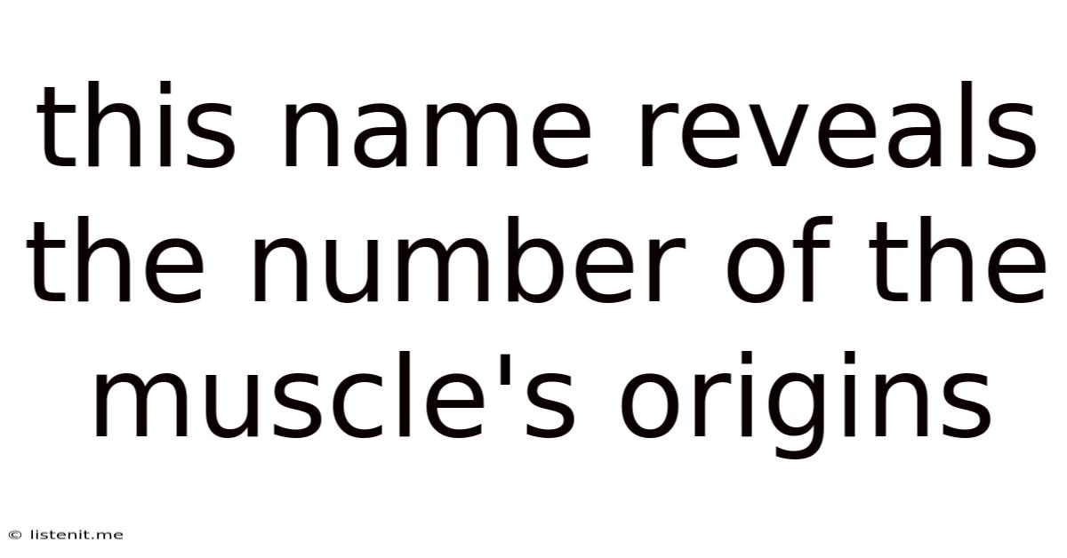 This Name Reveals The Number Of The Muscle's Origins