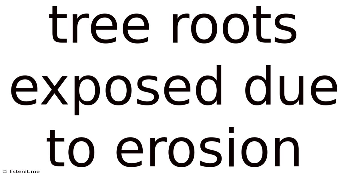 Tree Roots Exposed Due To Erosion