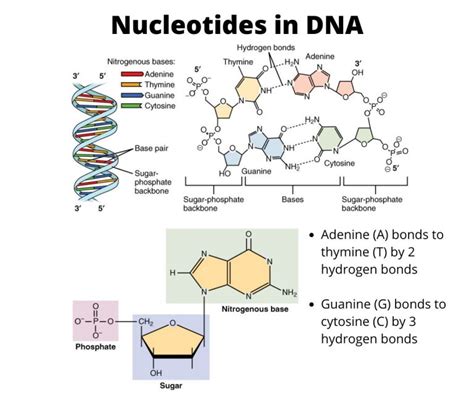 What 3 Things Make Up A Nucleotide