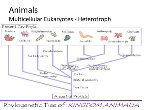 What Animals Are Heterotrophs Multicellular And Eukaryotic