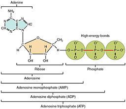 What Are 3 Parts Of An Atp Molecule