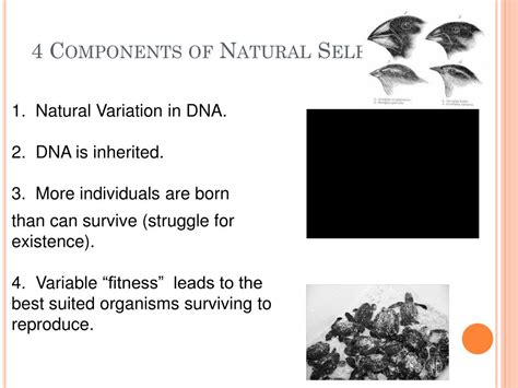 What Are 4 Components Of Natural Selection