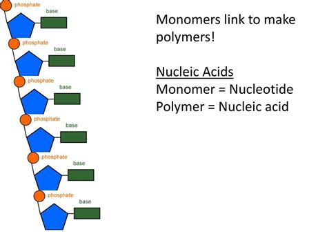 What Are Polymers Of Nucleic Acids