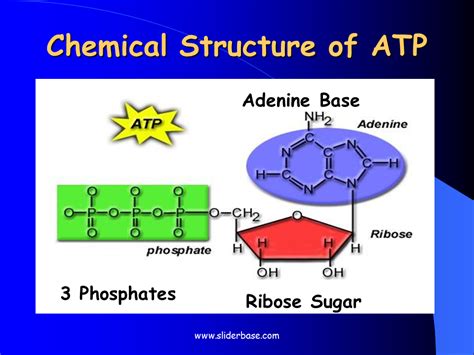 What Are The Components Of Atp