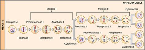 What Are The Differences Between Meiosis 1 And 2