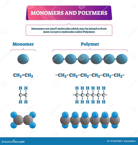 What Are The Monomers And Polymers