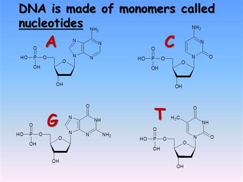 What Are The Monomers Of Nucleic Acids Called