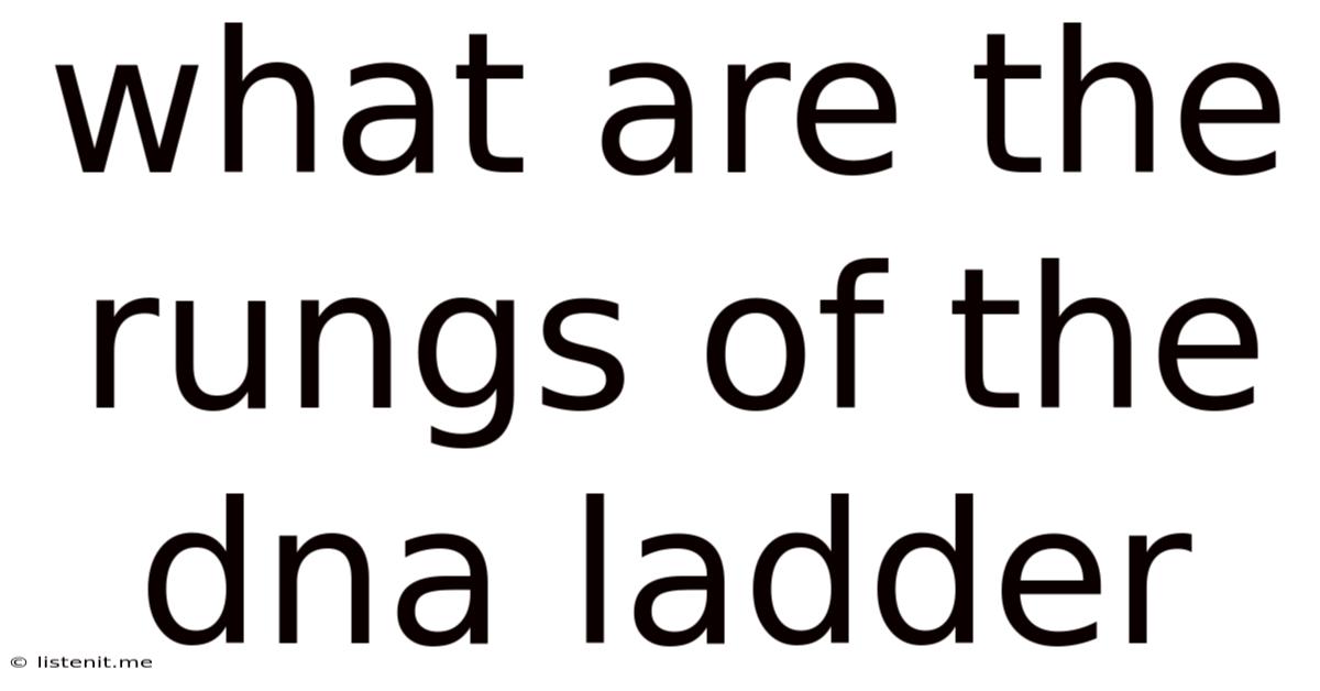 What Are The Rungs Of The Dna Ladder