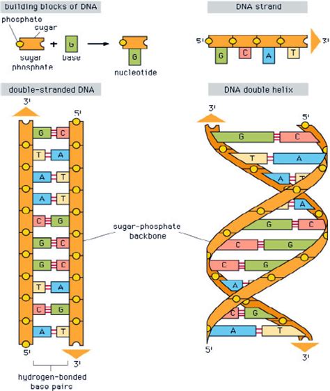 What Are The Sides Of Dna Ladder Made Of