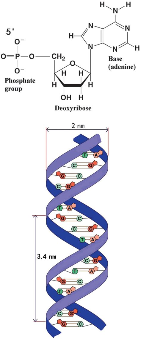 What Are The Subunits Of Dna