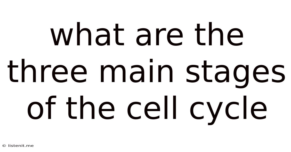 What Are The Three Main Stages Of The Cell Cycle