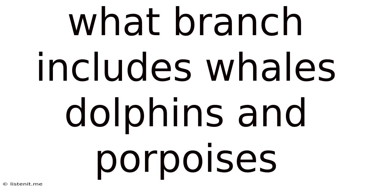 What Branch Includes Whales Dolphins And Porpoises
