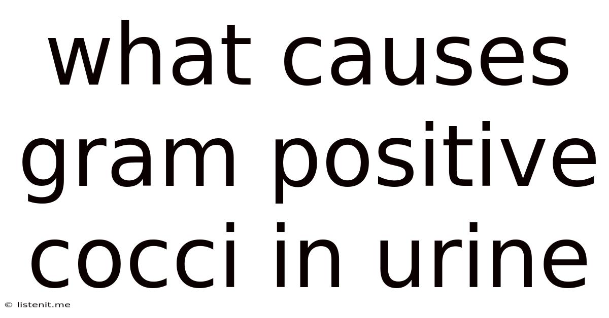 What Causes Gram Positive Cocci In Urine
