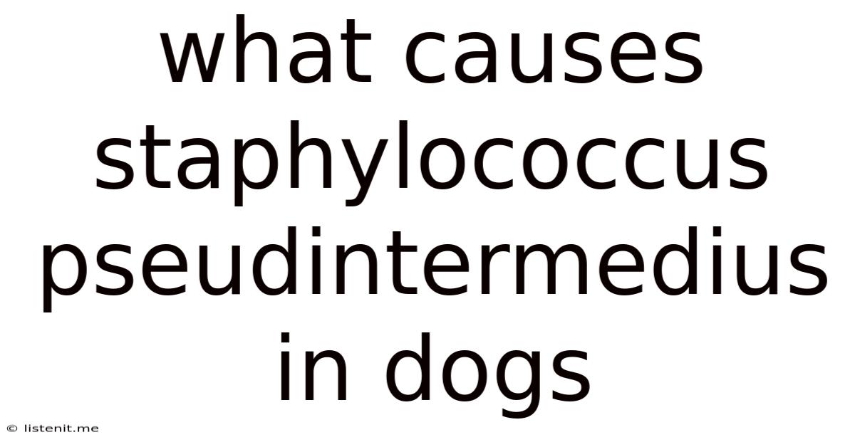 What Causes Staphylococcus Pseudintermedius In Dogs