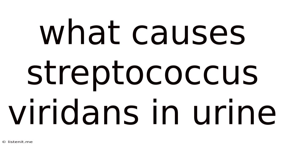 What Causes Streptococcus Viridans In Urine