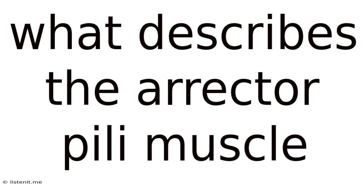 What Describes The Arrector Pili Muscle