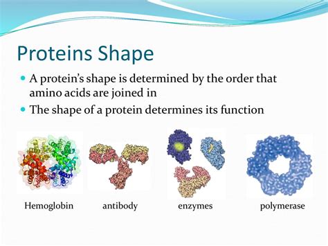 What Determines The Shape Of A Protein