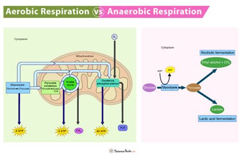 What Do Aerobic Respiration And Anaerobic Respiration Have In Common