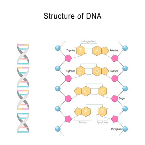 What Do Letters Dna Stand For