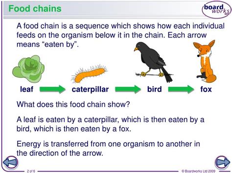 What Do The Arrows In The Food Chain Represent