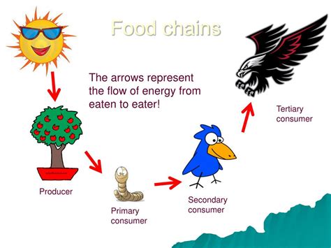 What Do The Arrows On A Food Chain Represent