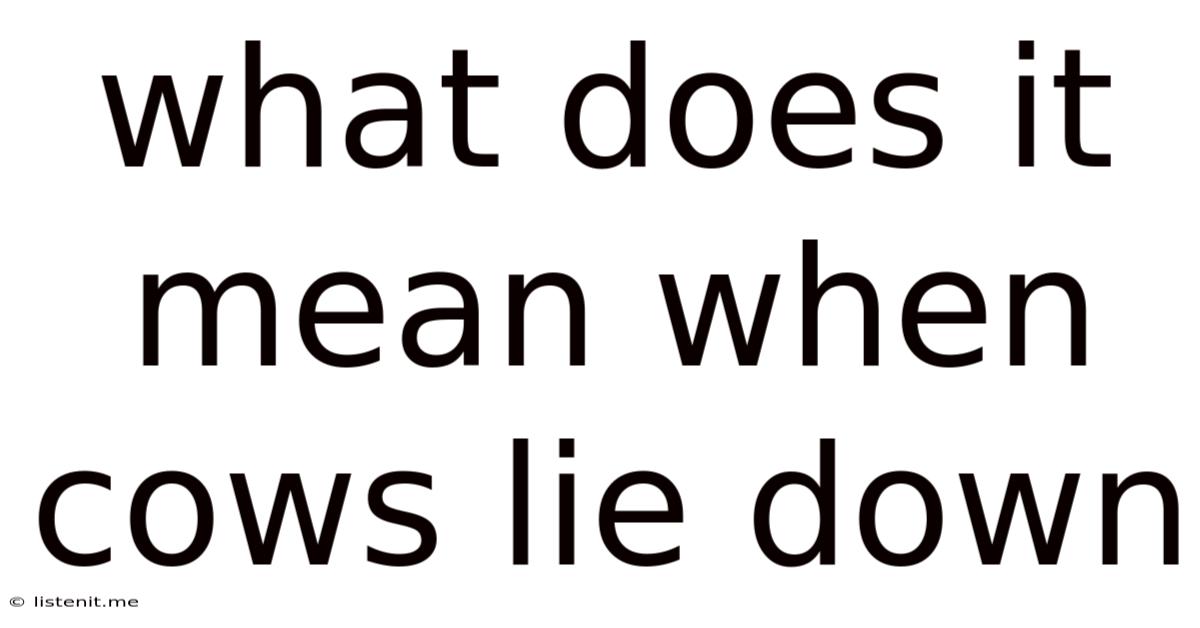 What Does It Mean When Cows Lie Down