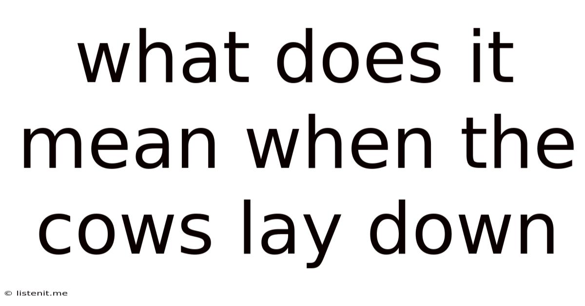 What Does It Mean When The Cows Lay Down