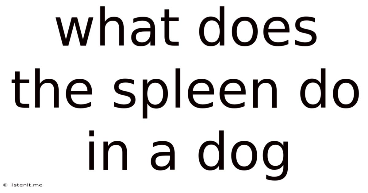 What Does The Spleen Do In A Dog