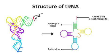 What Does The T Stand For In Trna