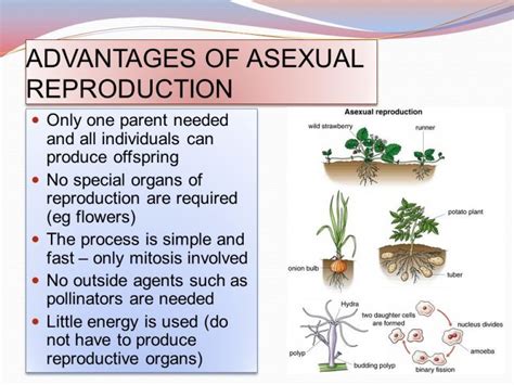 What Is A Advantage Of Asexual Reproduction