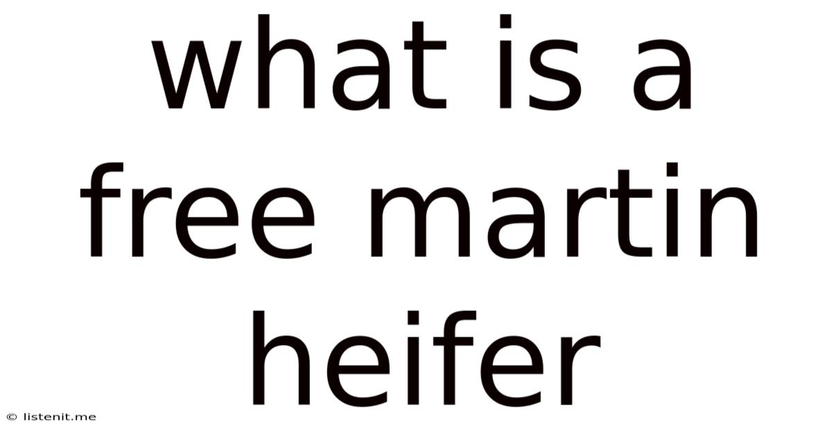 What Is A Free Martin Heifer