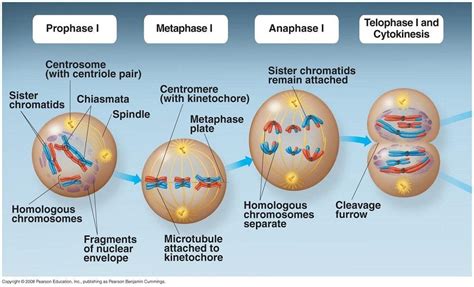 What Is A Product Of Meiosis