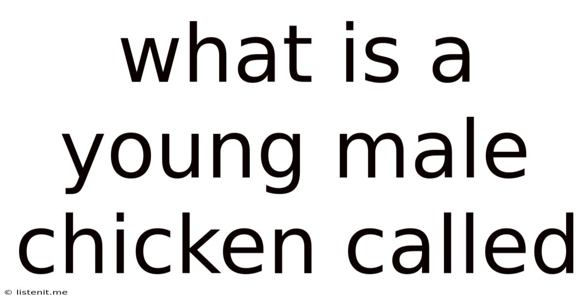What Is A Young Male Chicken Called