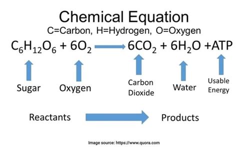 What Is Chemical Equation For Cellular Respiration