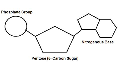 What Is Monomer Of Nucleic Acids