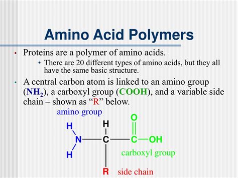 What Is Polymer Of Amino Acids