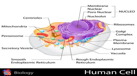 What Is Study Of Cells Called