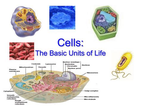 What Is The Basic Unit Of All Living Things