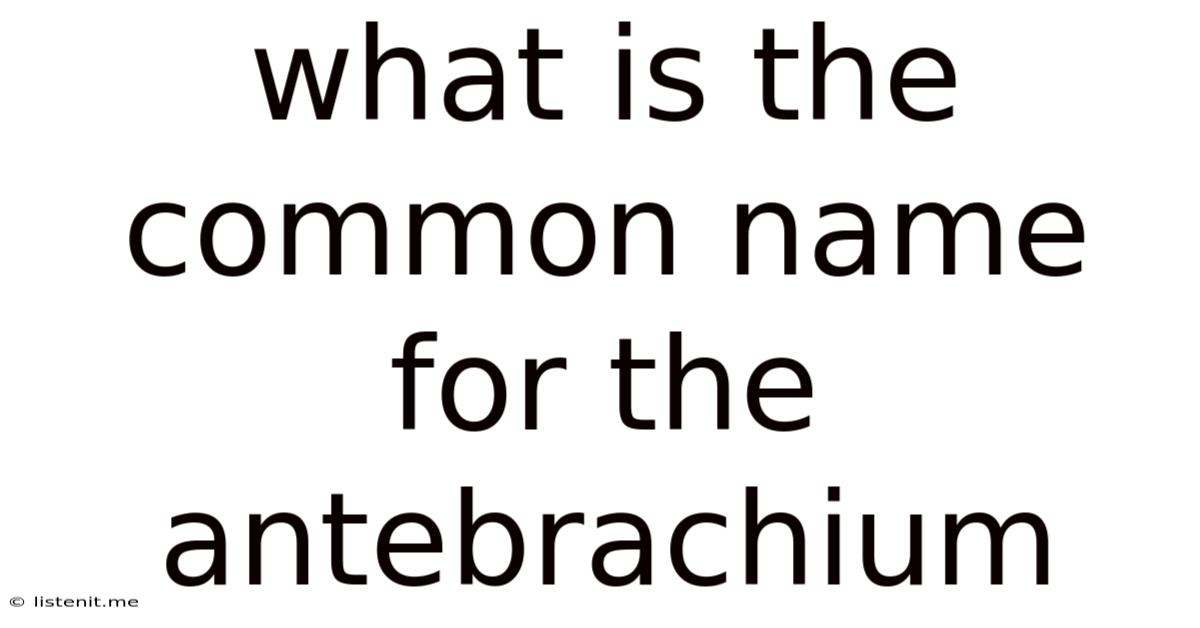 What Is The Common Name For The Antebrachium