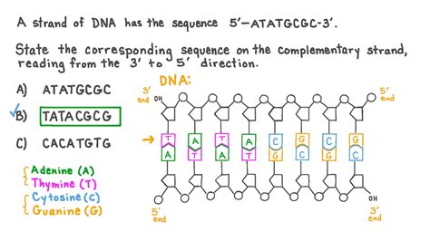 What Is The Complementary Strand Of Dna