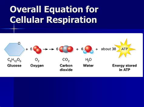 What Is The Correct Equation For Cellular Respiration