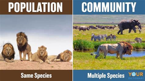 What Is The Difference Between Population And A Community