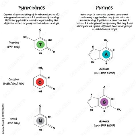 What Is The Difference Between The Purines And The Pyrimidines