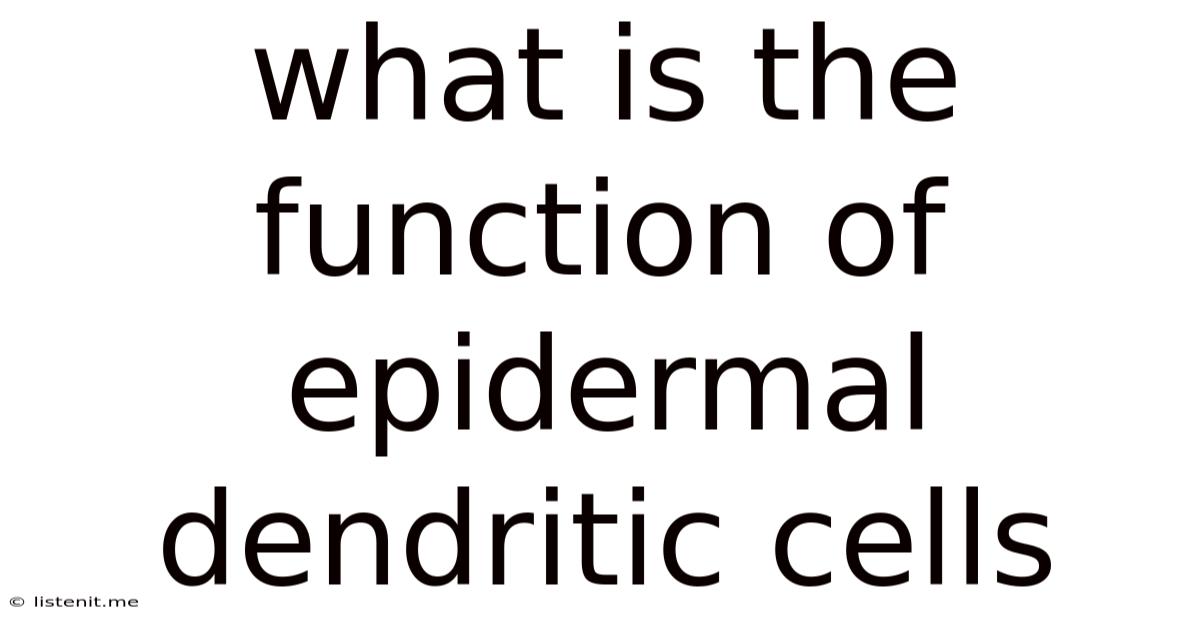 What Is The Function Of Epidermal Dendritic Cells