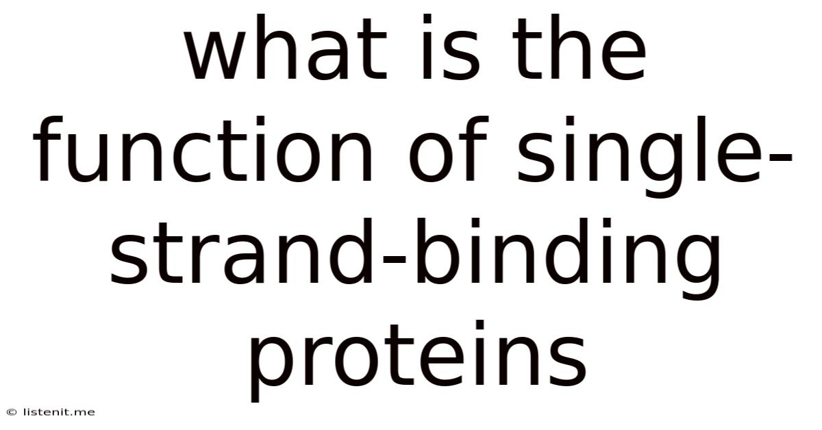 What Is The Function Of Single-strand-binding Proteins